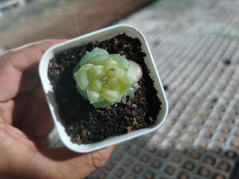 全国供应仙人球规格齐全包技术