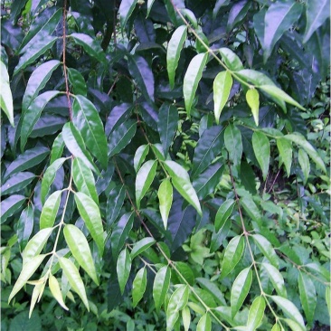 自产自销苦丁茶商用食材超高性价比