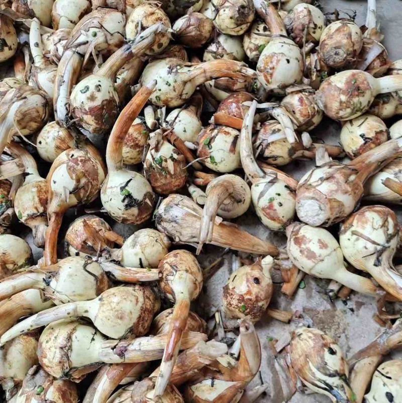 篮皮茨菇