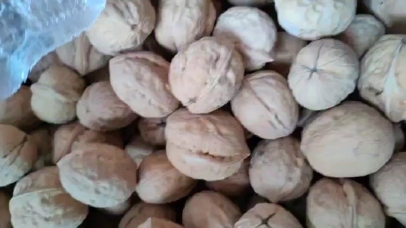幸福核桃