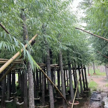 规格齐全柳树货源充足订多包送