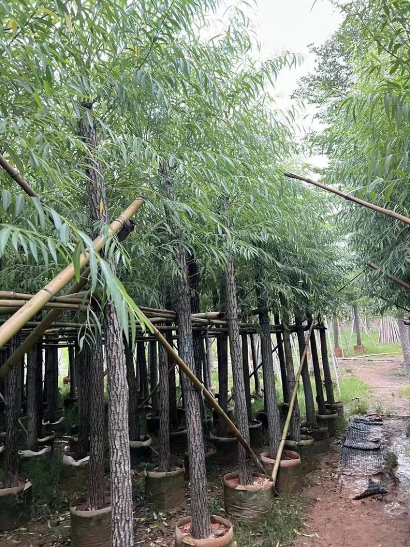 规格齐全柳树货源充足订多包送
