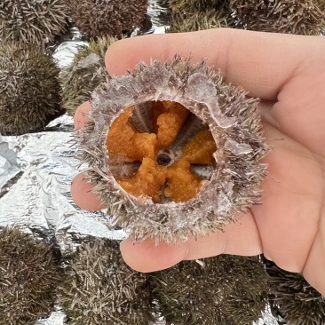 量大从优鲜活冷冻海胆直供