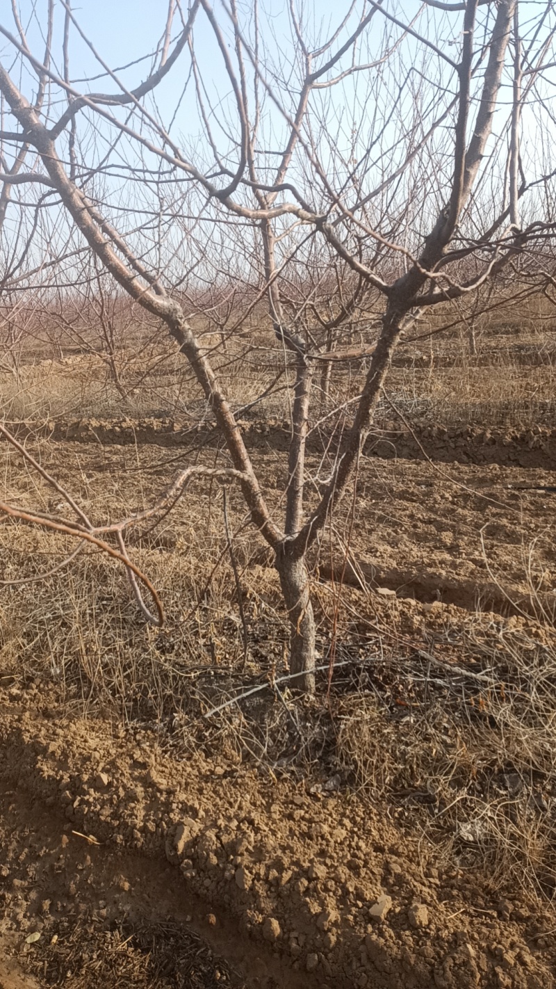 高产品种杏树成活率高免费送货