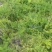 天冬，地道药材，产地直销，价格美丽，质优价廉