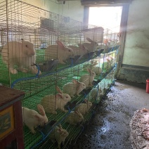 营养丰富兔子农家散养正品保障