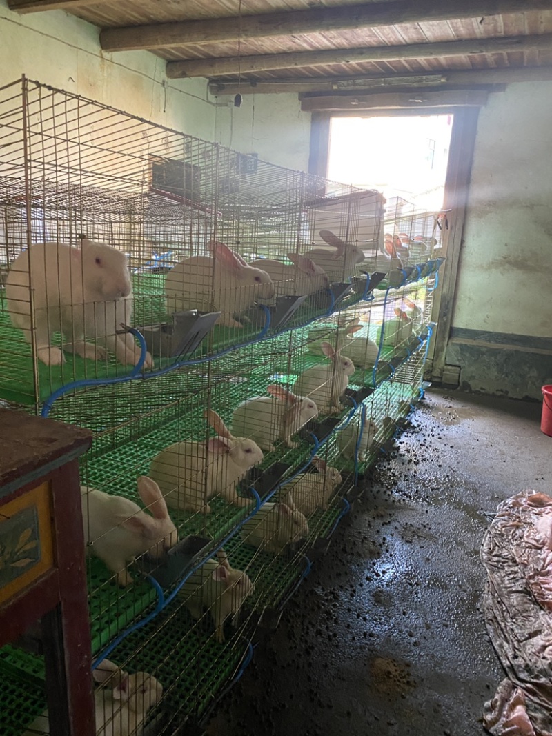 一手货源兔子精品欢迎联系
