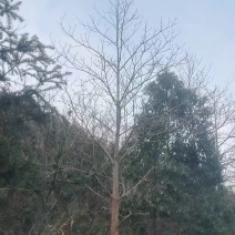 量大从优檫树园圃直发高成活率