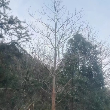 量大从优檫树园圃直发高成活率