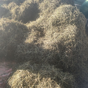 优质干豆角基地直发保质保量优惠
