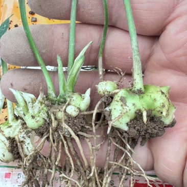 黄精种苗现挖现发量大从优保质保量
