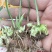 黄精种苗现挖现发量大从优保质保量