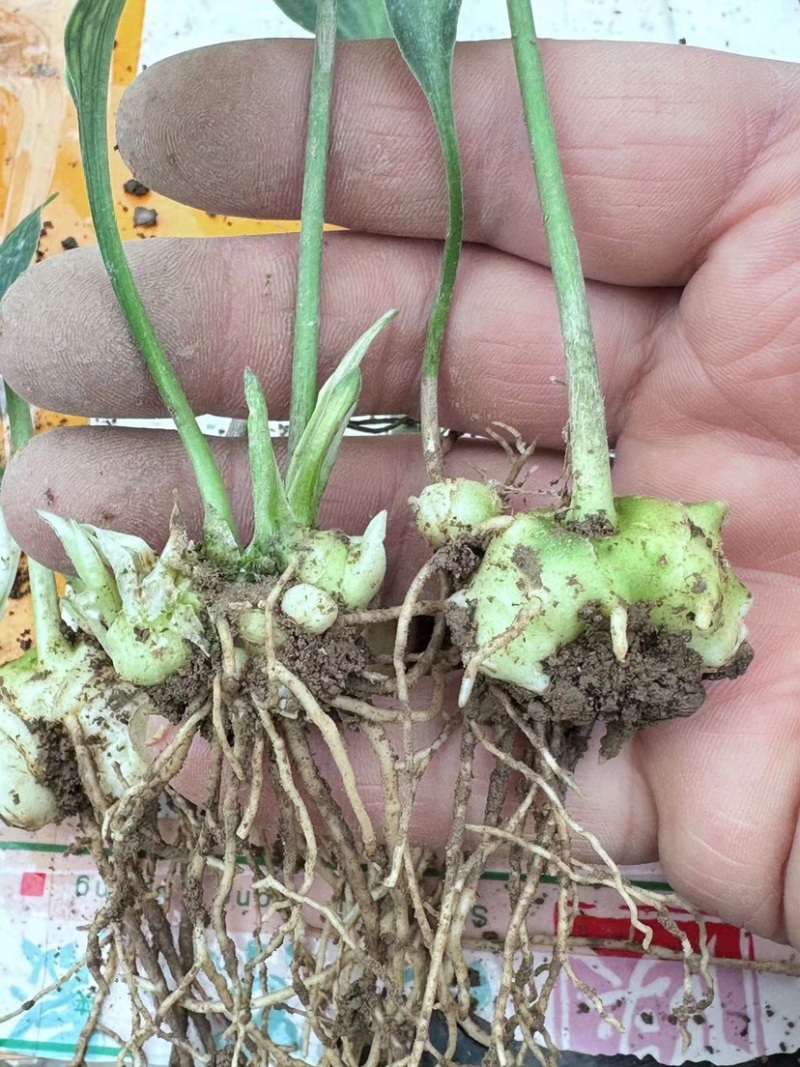 黄精种苗现挖现发量大从优保质保量