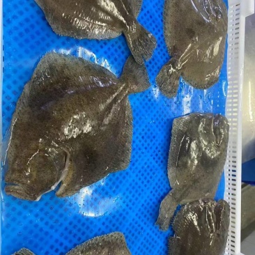无添加比目鱼新鲜无冰长期供应