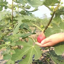精品无花果苗基地发货价格美丽