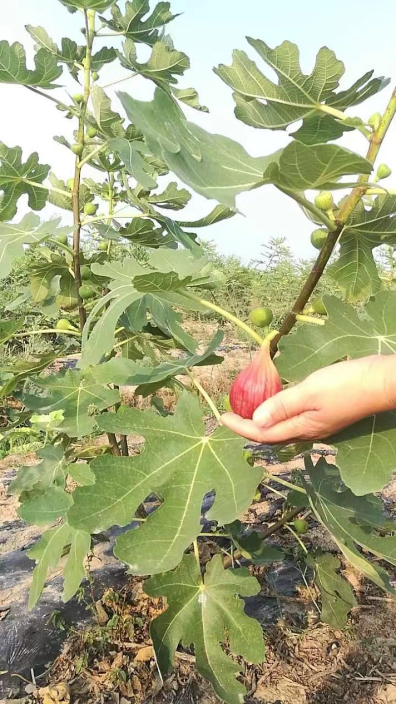 精品无花果苗基地发货价格美丽