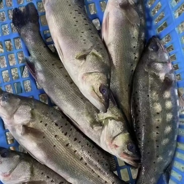 长期供应鲈鱼物流包邮欢迎联系