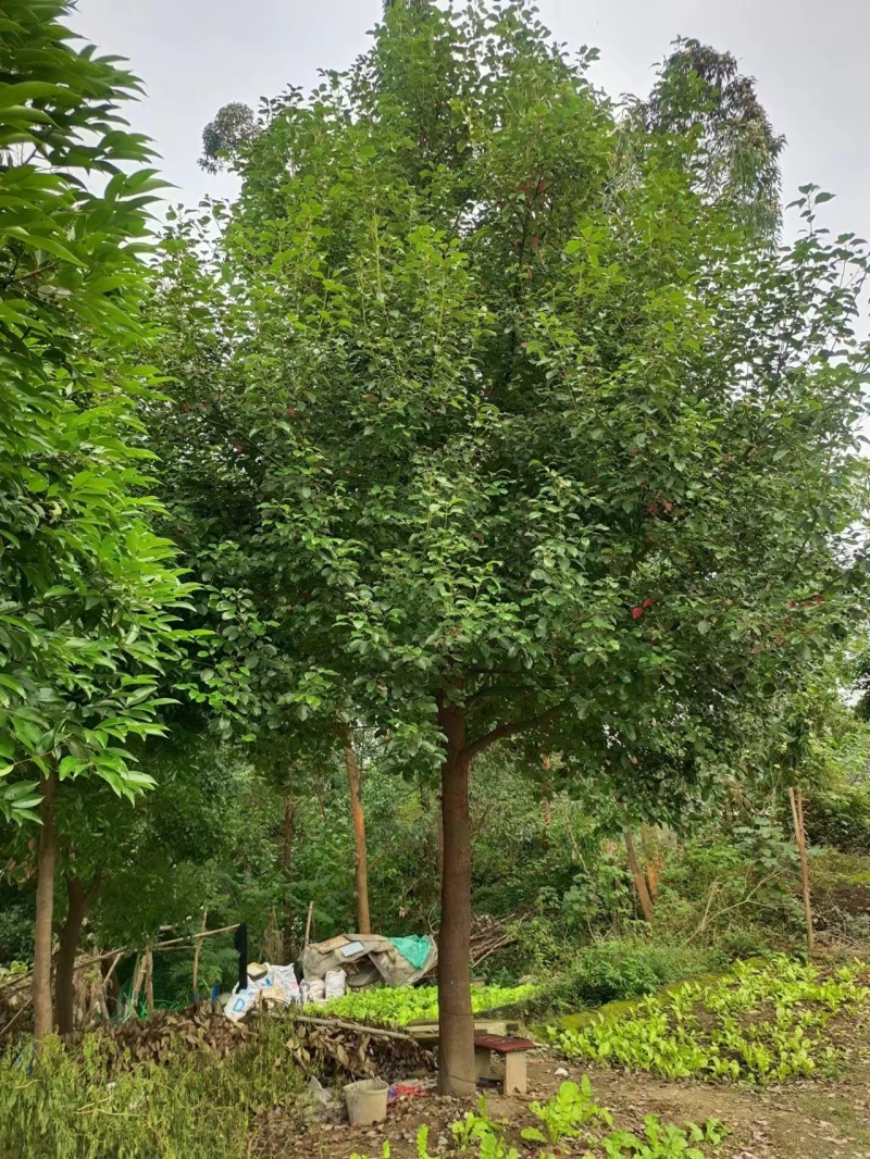 全冠，骨架，光棒子香樟