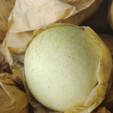 皇冠梨
