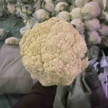 花菜～有机花菜～花白梗青～货源充足～保质保量～合作共赢