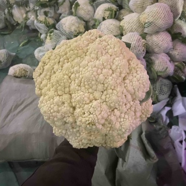 花菜～有机花菜～花白梗青～货源充足～保质保量～合作共赢