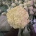 花菜～有机花菜～花白梗青～货源充足～保质保量～合作共赢