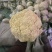 花菜～有机花菜～花白梗青～货源充足～保质保量～合作共赢