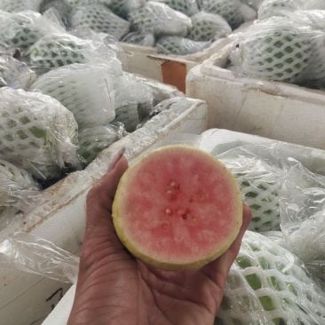 番石榴，西瓜红，红心芭乐，长期可以供应货量，欢迎各位老板