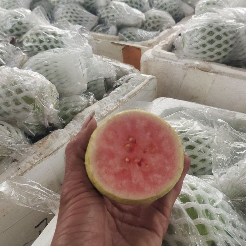 番石榴，西瓜红，红心芭乐，长期可以供应货量，欢迎各位老板