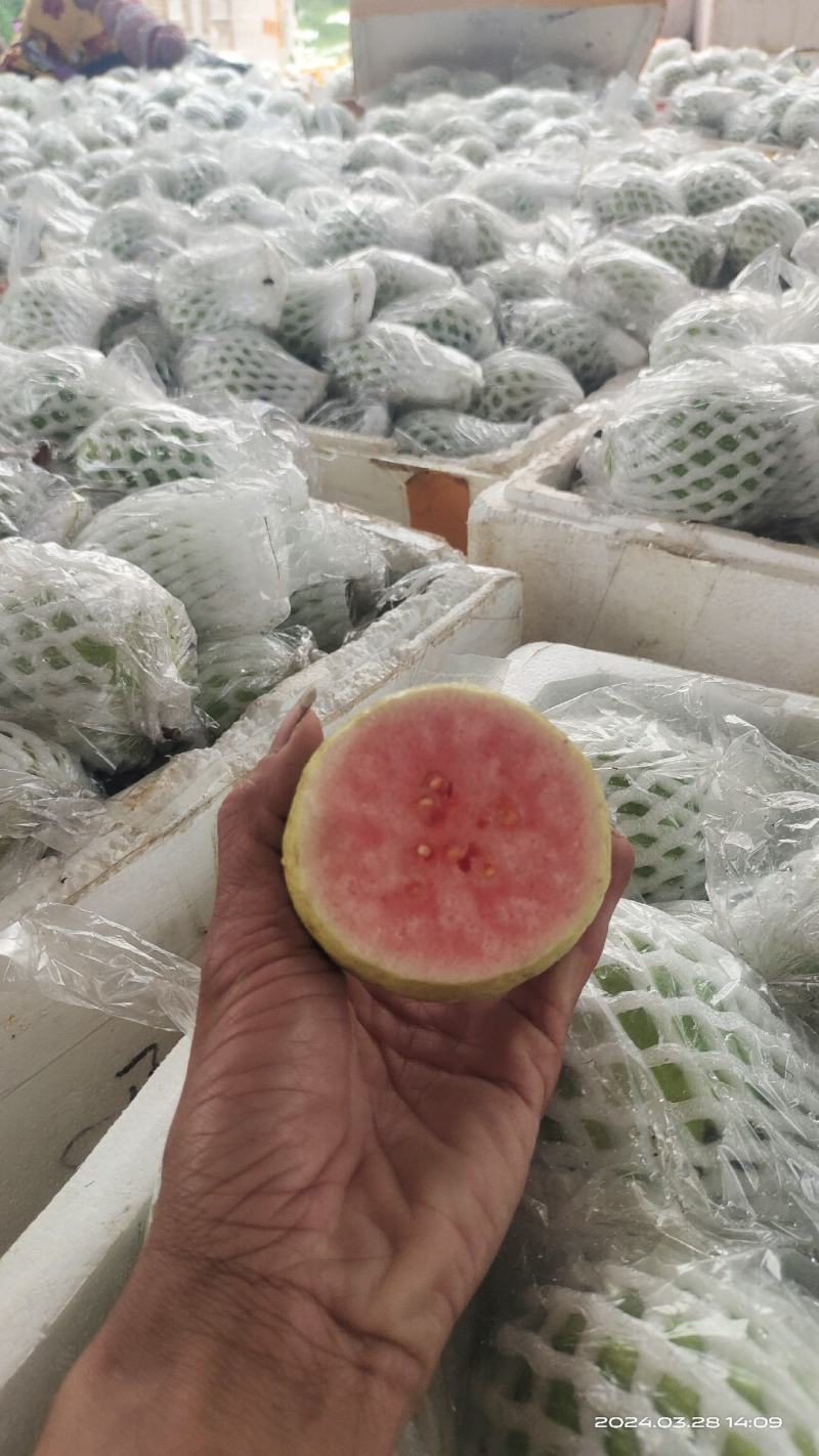 番石榴，西瓜红，红心芭乐，长期可以供应货量，欢迎各位老板