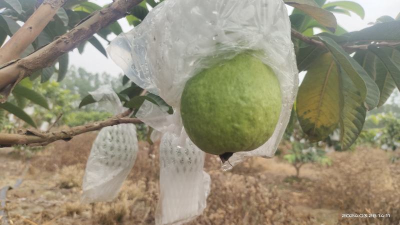 番石榴，西瓜红，红心芭乐，长期可以供应货量，欢迎各位老板