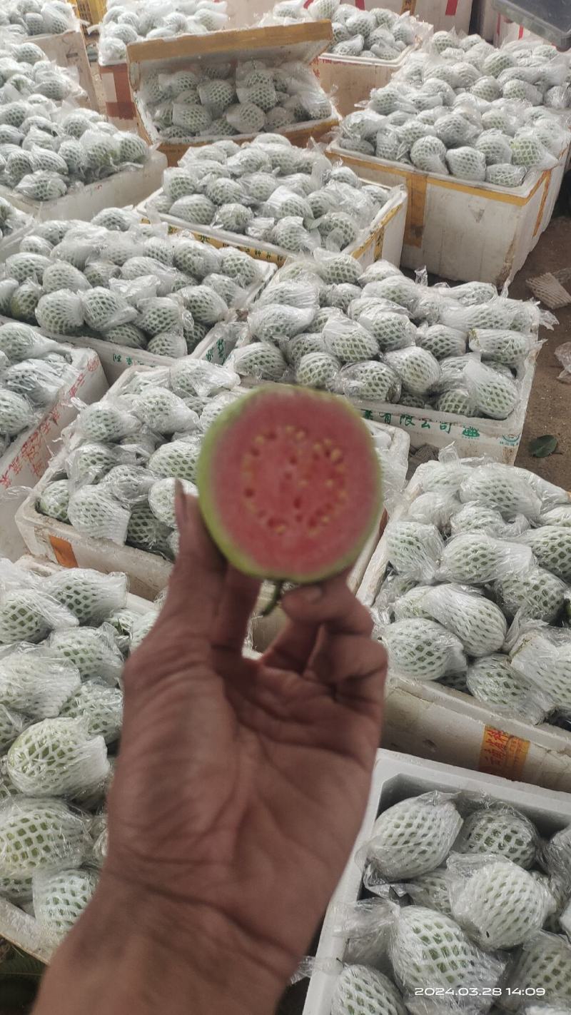 番石榴，西瓜红，红心芭乐，长期可以供应货量，欢迎各位老板