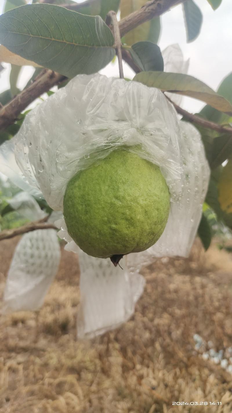 番石榴，西瓜红，红心芭乐，长期可以供应货量，欢迎各位老板