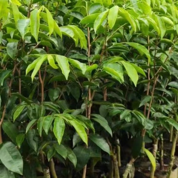 专业培育品种沉香树苗基地直销免费送货