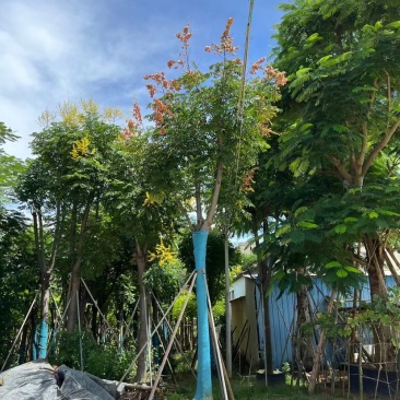 园圃直发栾树量大从优高成活率