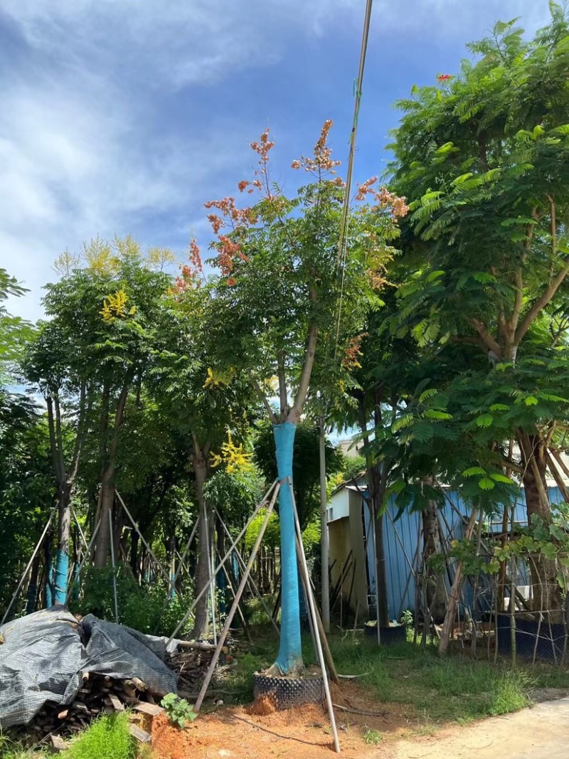 园圃直发栾树量大从优高成活率