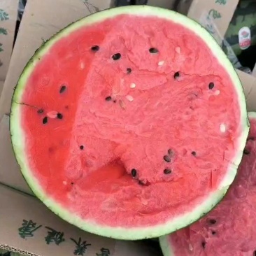 保质保量西瓜货源充足