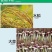 一帆杲尔24%乙氧氟草醚大蒜水稻移栽田触杀型苗前封闭除草剂