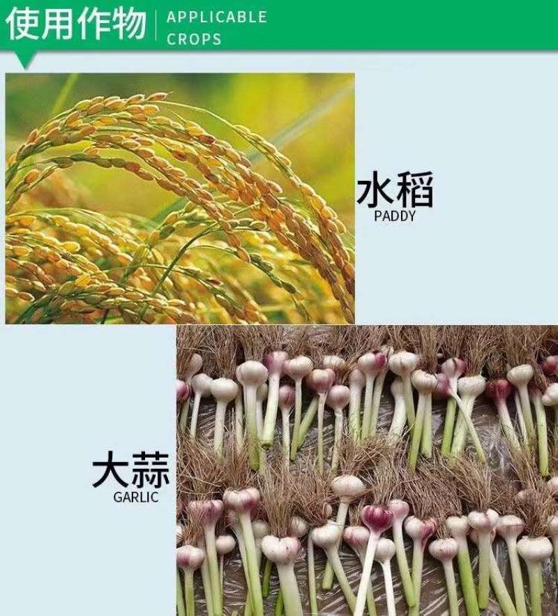 一帆杲尔24%乙氧氟草醚大蒜水稻移栽田触杀型苗前封闭除草剂
