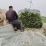 安阳滑县吴姐育苗基地