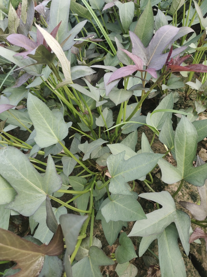 安阳滑县吴姐育苗基地