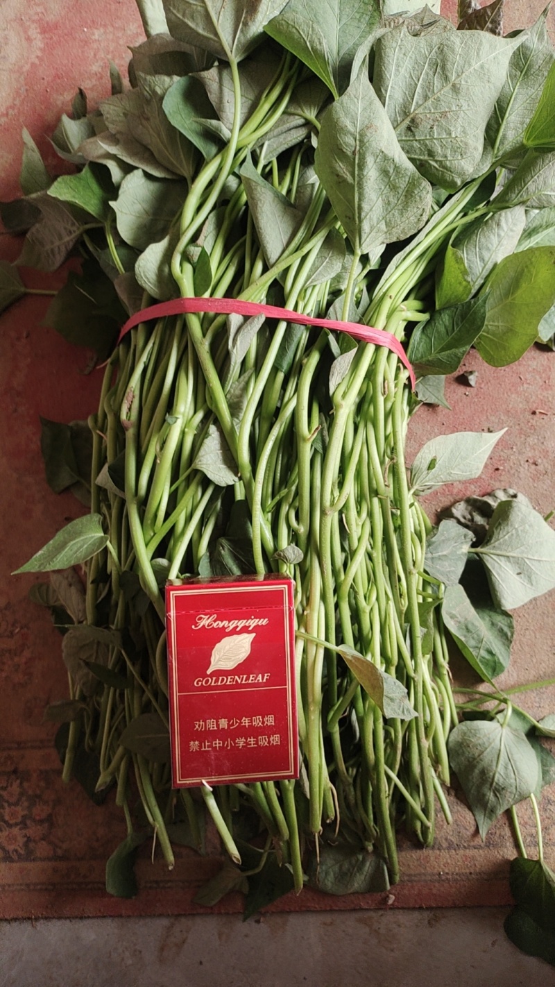 吴姐红薯苗育苗基地欢迎你