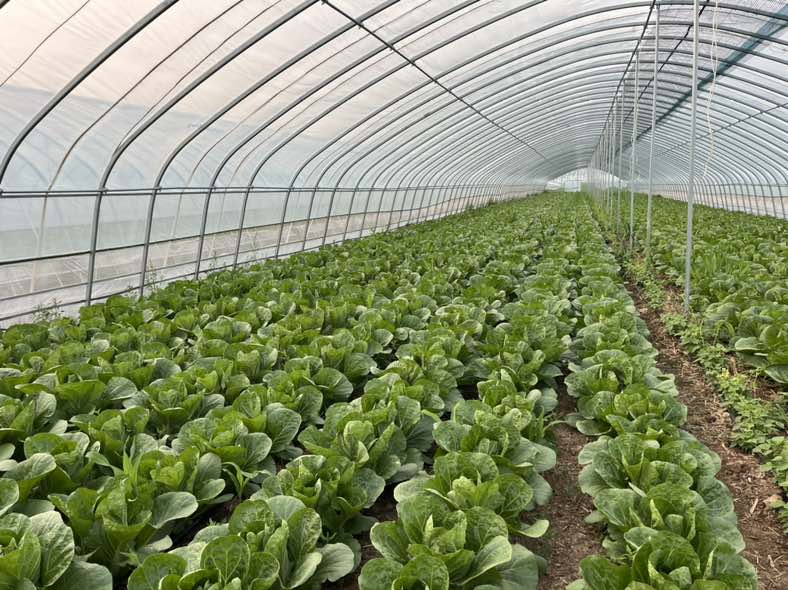 黄心白菜在田间种植的实景图,展示整齐排列的植株和良好的生长状态 黄心白菜种植基地