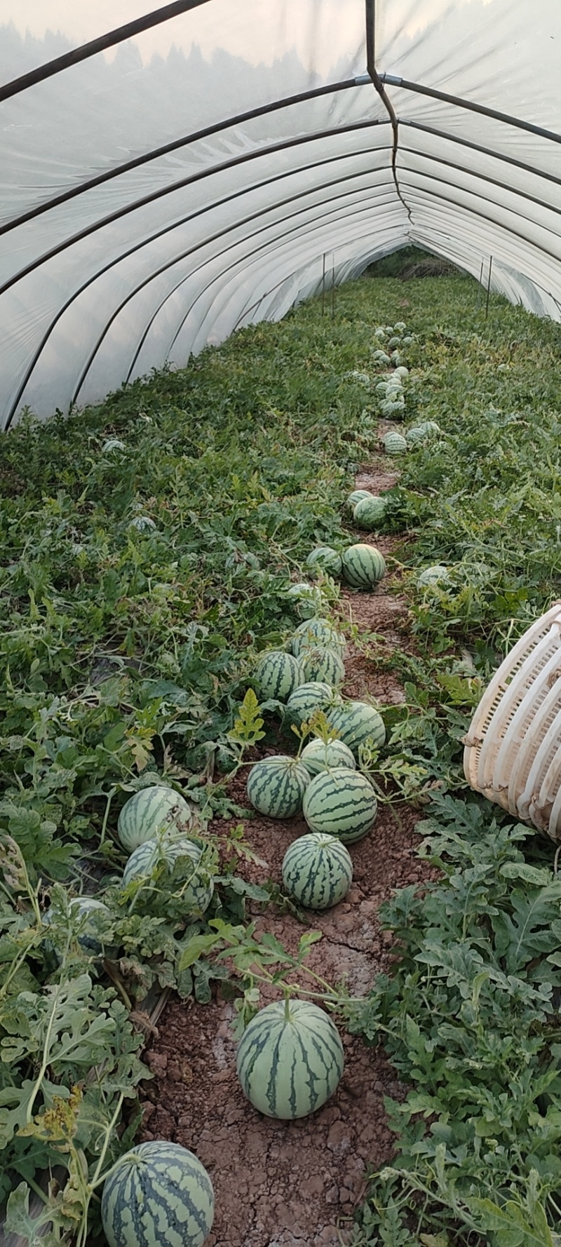 大棚西瓜