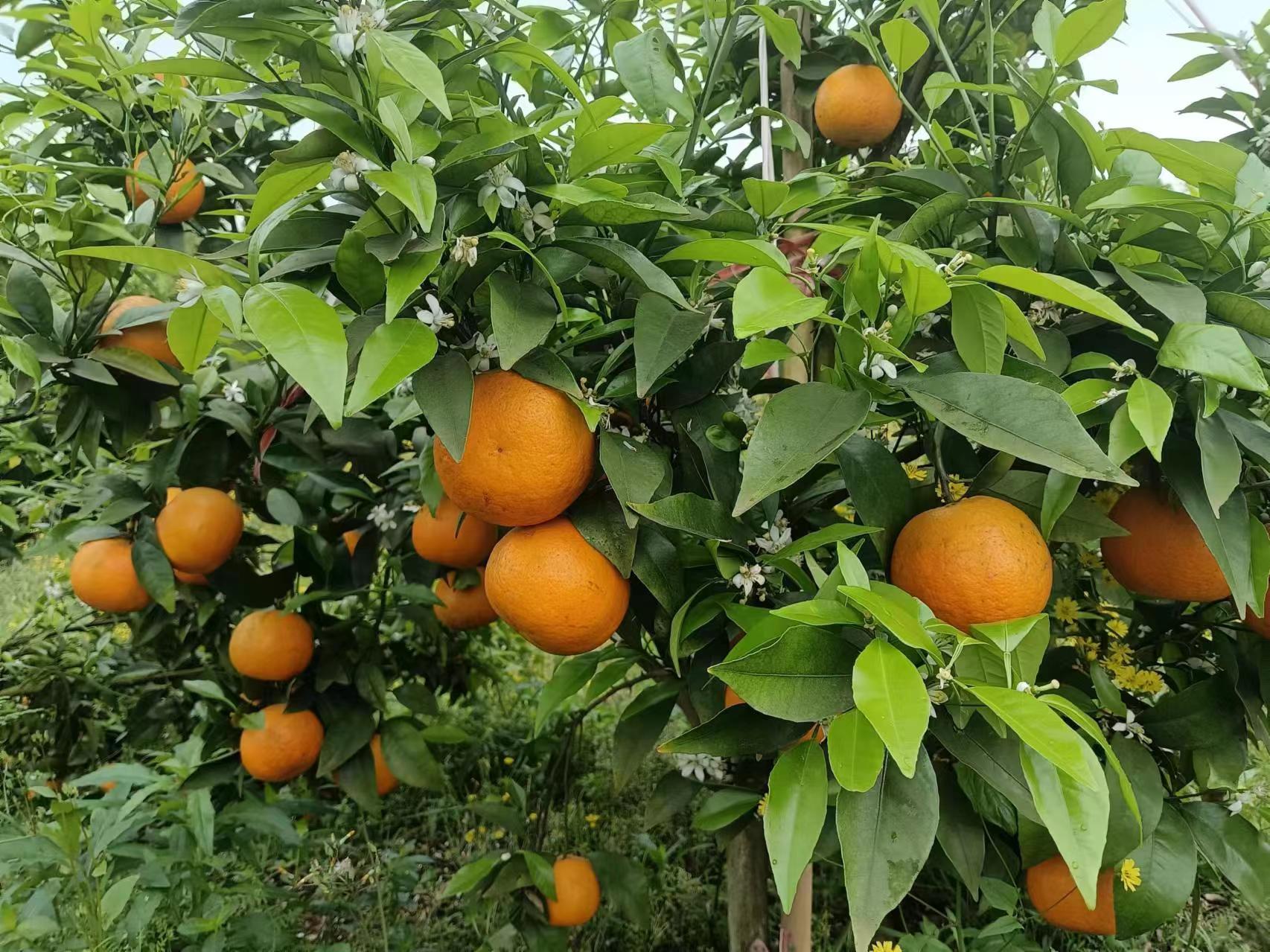 沃柑用于节日送礼的场景图