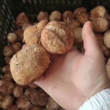 蘑菇