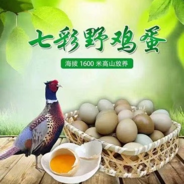 新鲜野鸡蛋量大包新鲜包破碎包运输