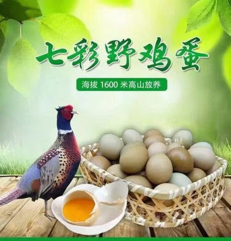 新鲜野鸡蛋量大包新鲜包破碎包运输