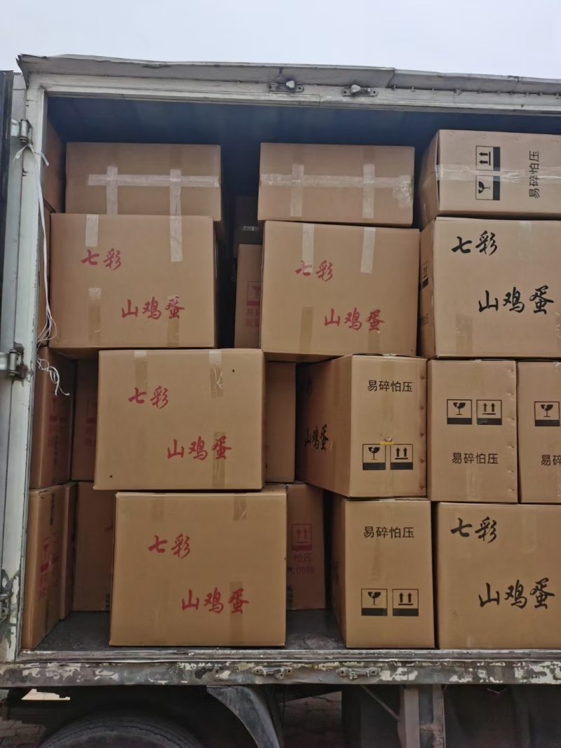 新鲜野鸡蛋量大包新鲜包破碎包运输