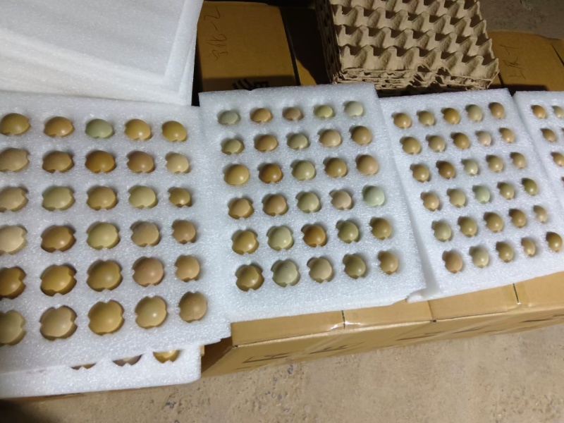 新鲜野鸡蛋量大包新鲜包破碎包运输